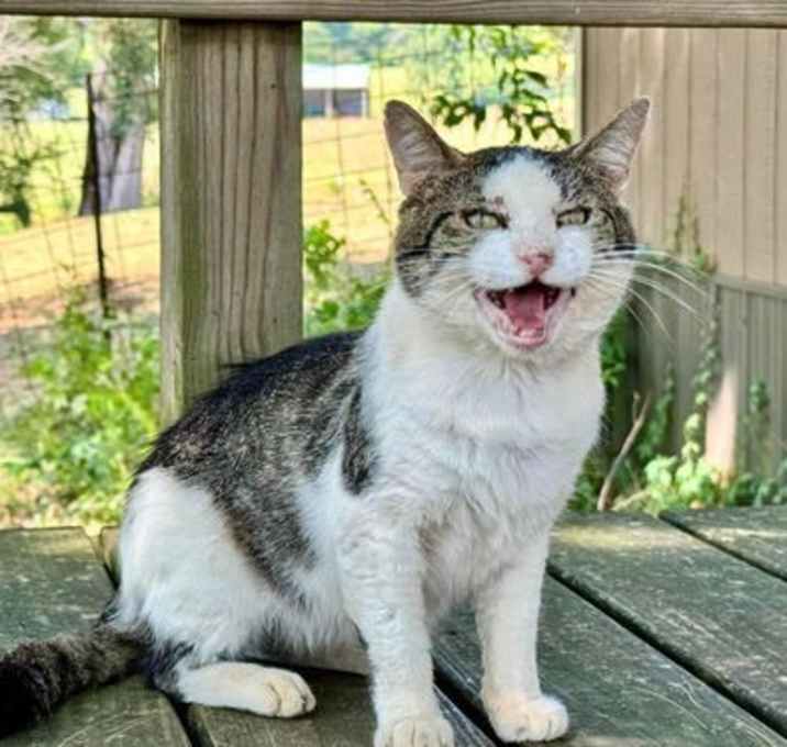 Photo of Otis FIV(+)