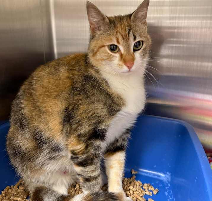 Photo of Callie