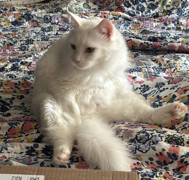 Photo of Snowball