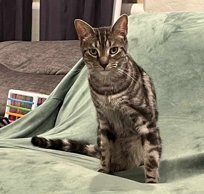 Photo of Cazmo