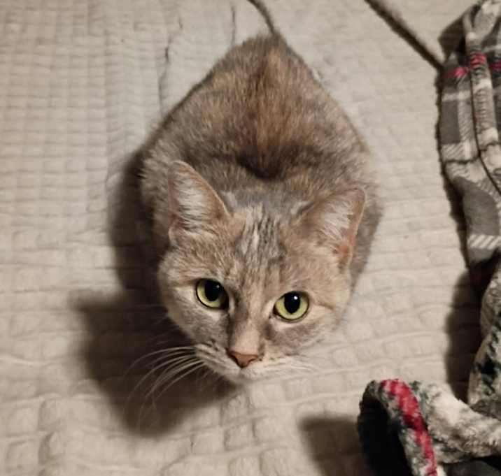 Photo of Cashmere