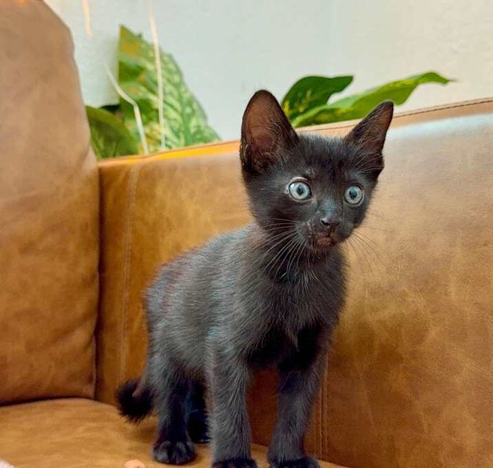 Photo of Roadie Blackjack