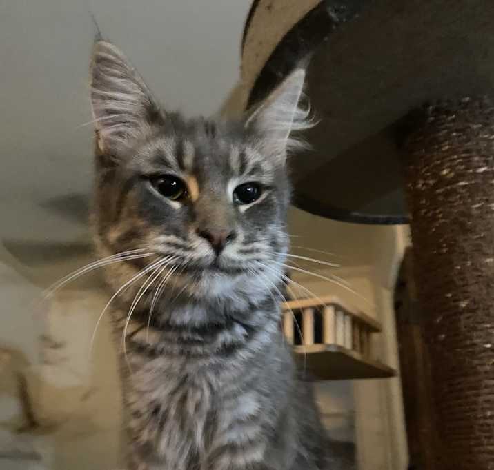 Photo of Mouse