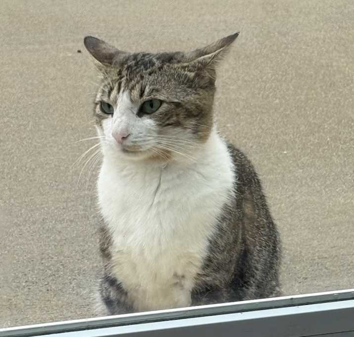 Photo of Grey