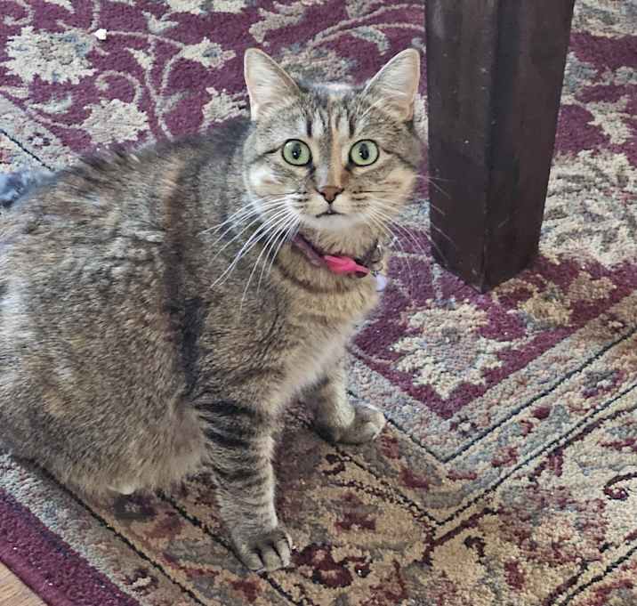 Photo of Ginger