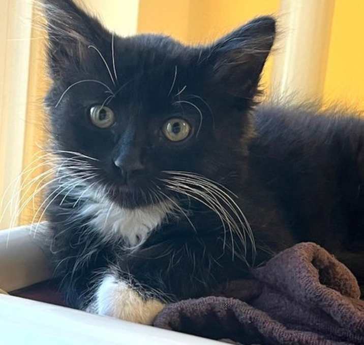 Photo of Kitten Dahlia