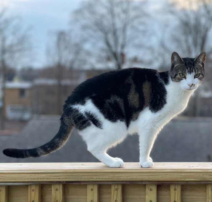 Photo of Penny