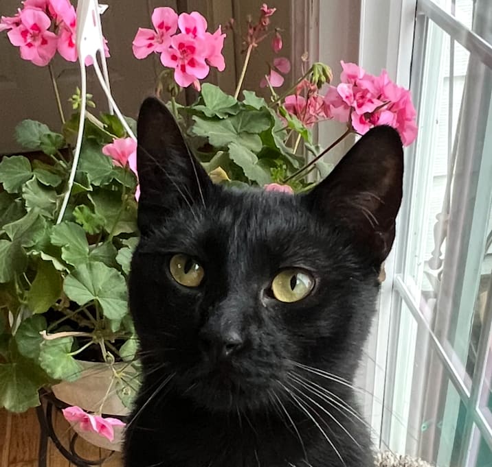 Photo of Little Blackie