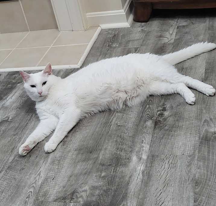 Photo of Ghost