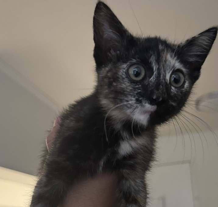 Photo of Buzzball