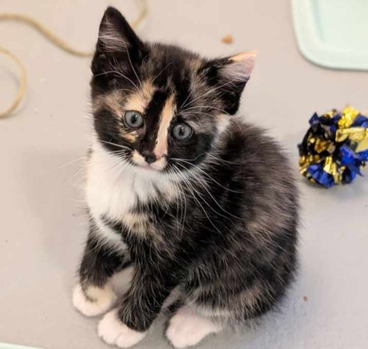 Photo of *Taffy