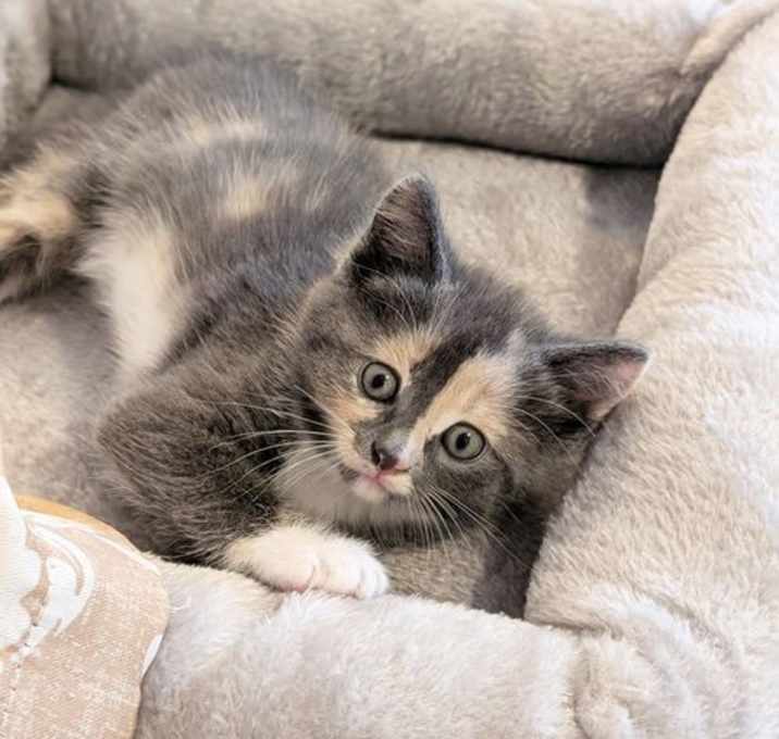 Photo of *Bonnie