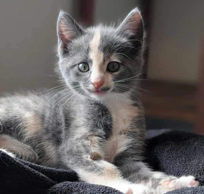 Photo of *Lolli