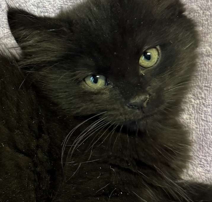 Photo of DJ Mittens