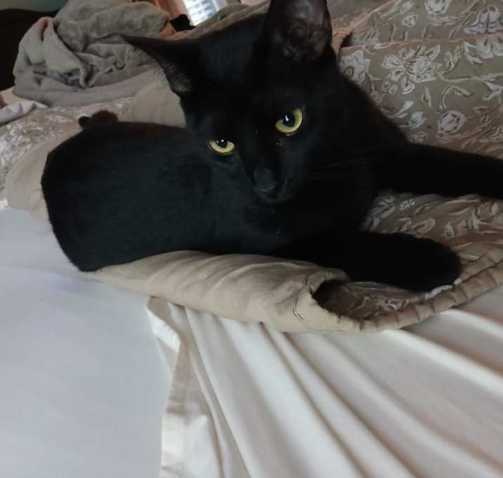 Photo of Salem