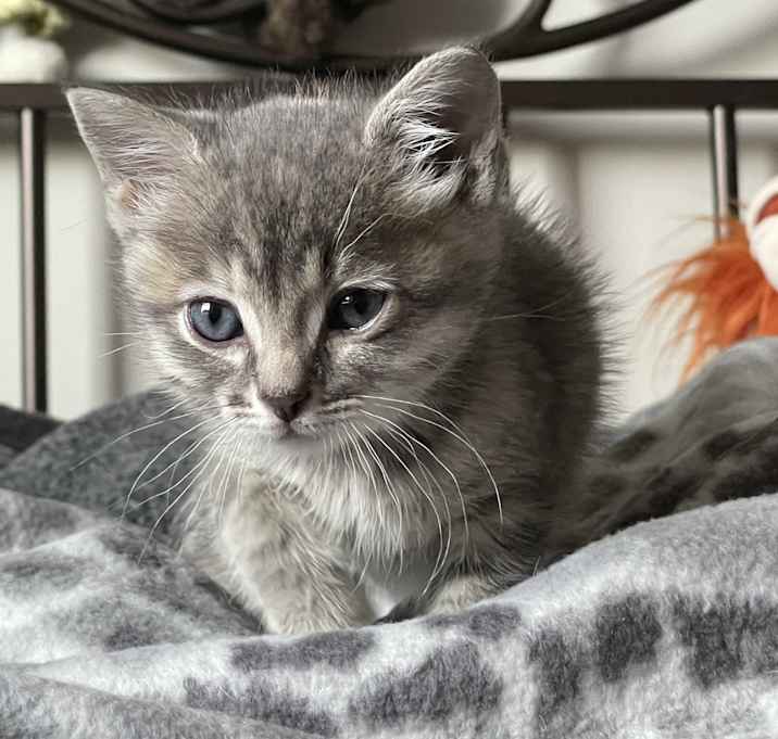 Photo of Skitty
