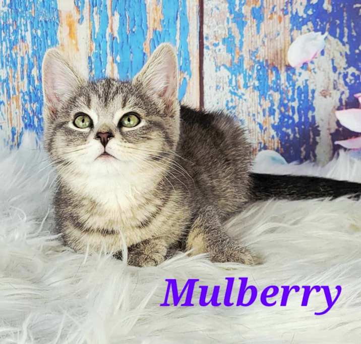 Photo of Mulberry