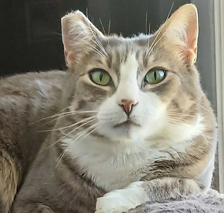 Photo of Sparrow