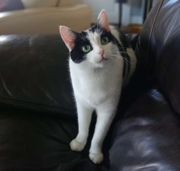 Photo of Kuki