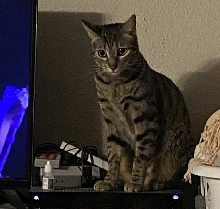 Photo of Nala