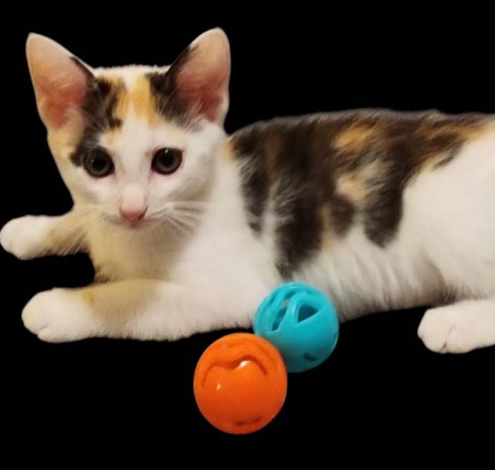 Photo of Patches