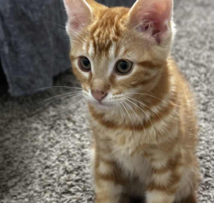 Photo of Simba