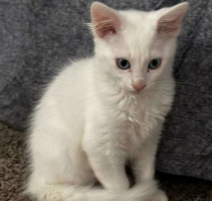 Photo of Snowball