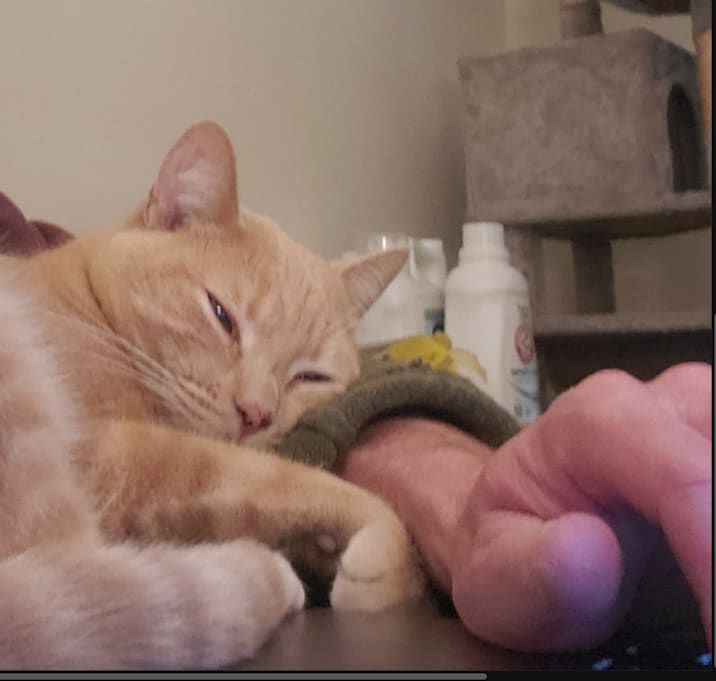 Photo of Golden