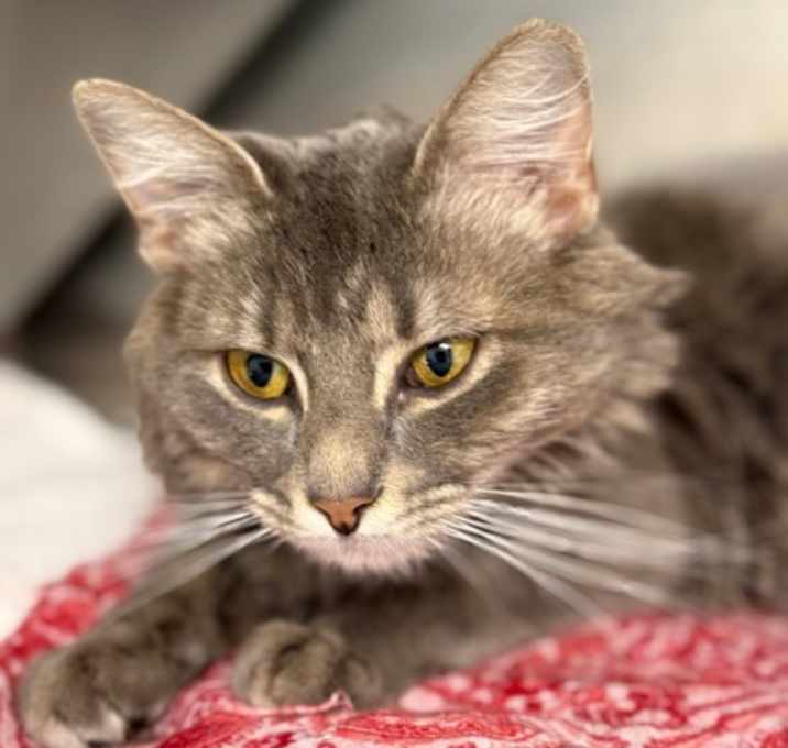 Photo of Nimbus