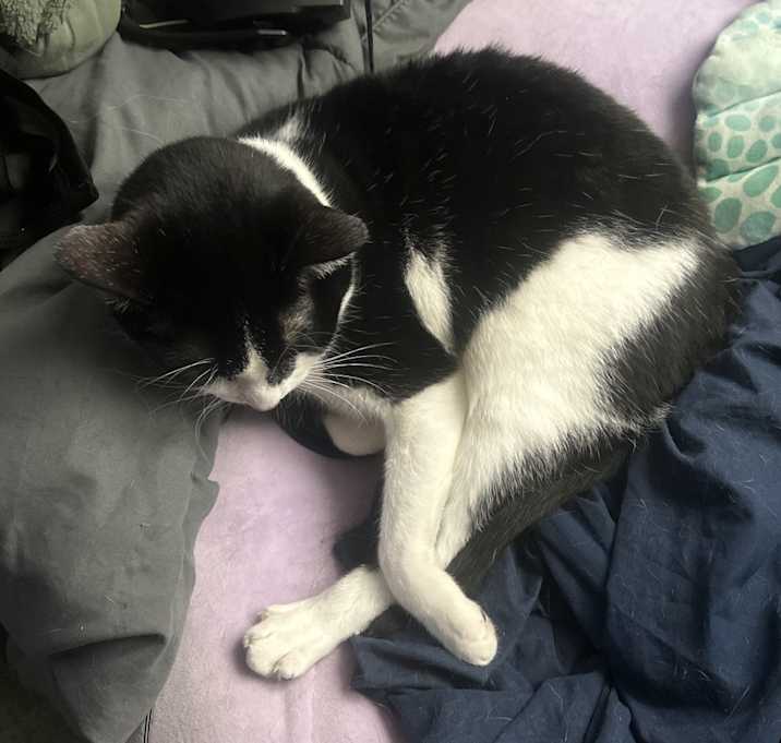 Photo of Oreo