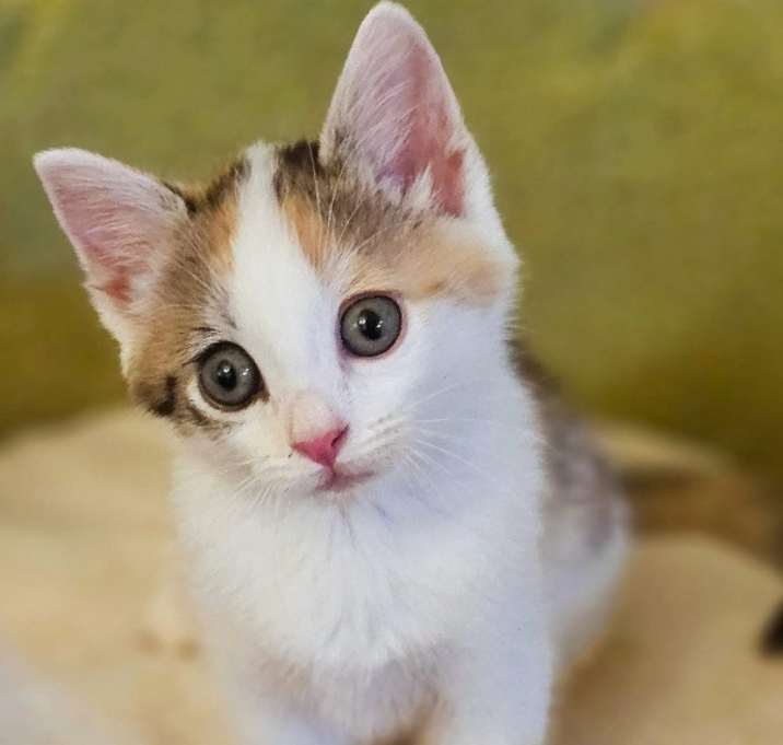 Photo of Peach