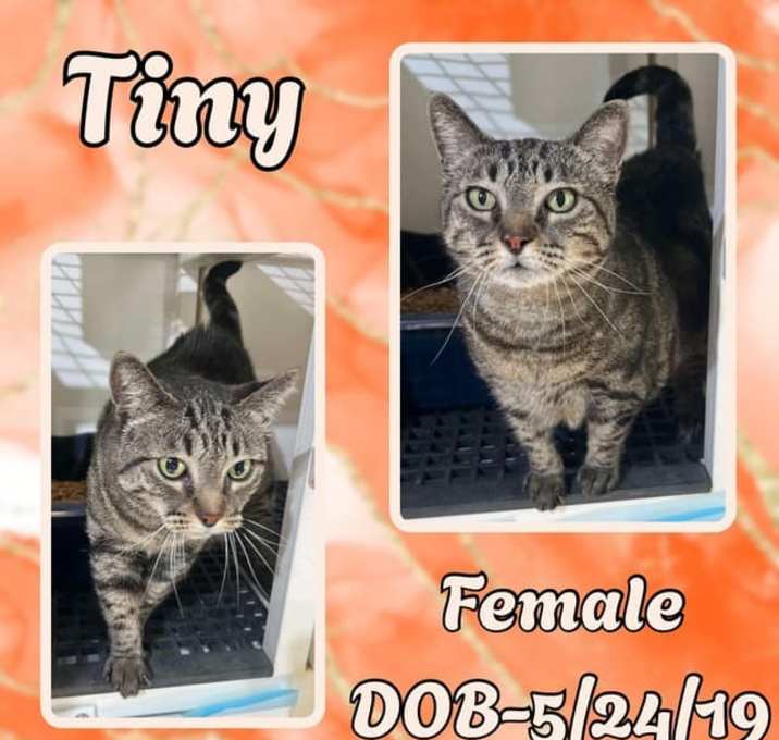 Photo of Tiny