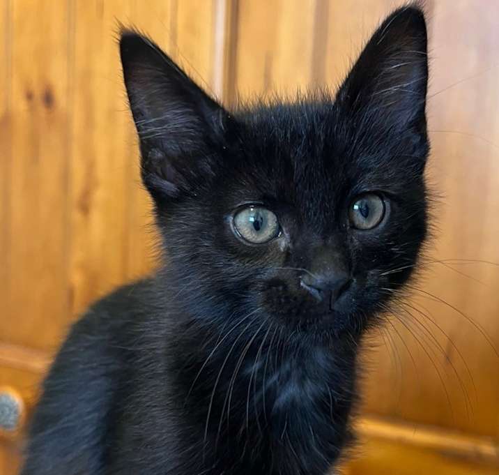 Photo of Echo