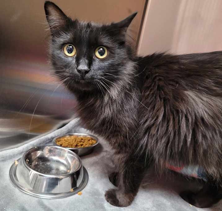 Photo of Whisky