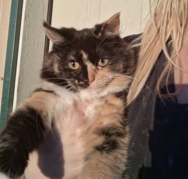 Photo of Chimera