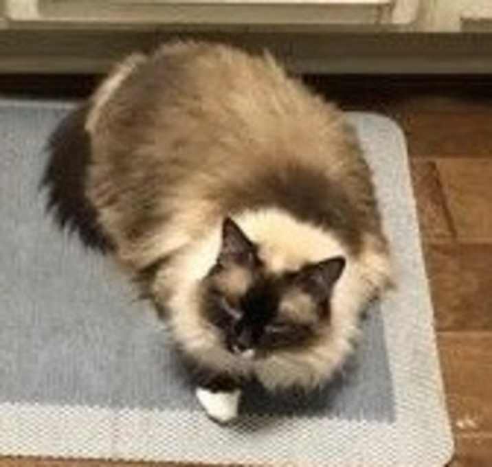 Photo of Sasha