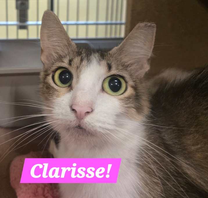 Photo of Clarisse