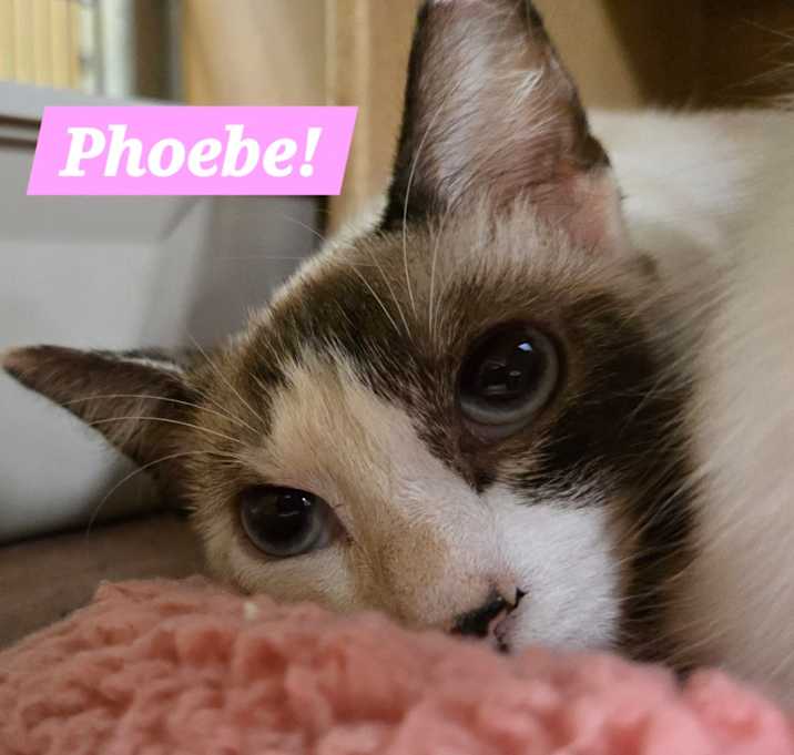 Photo of Phoebe Manx