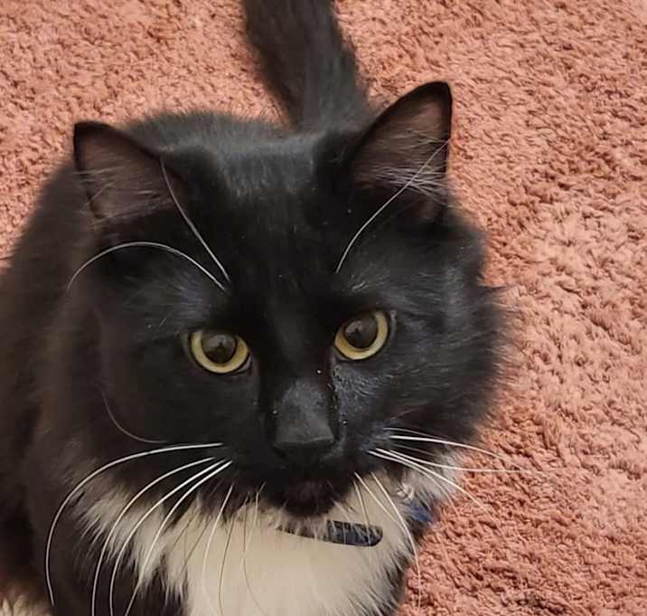 Photo of Taz
