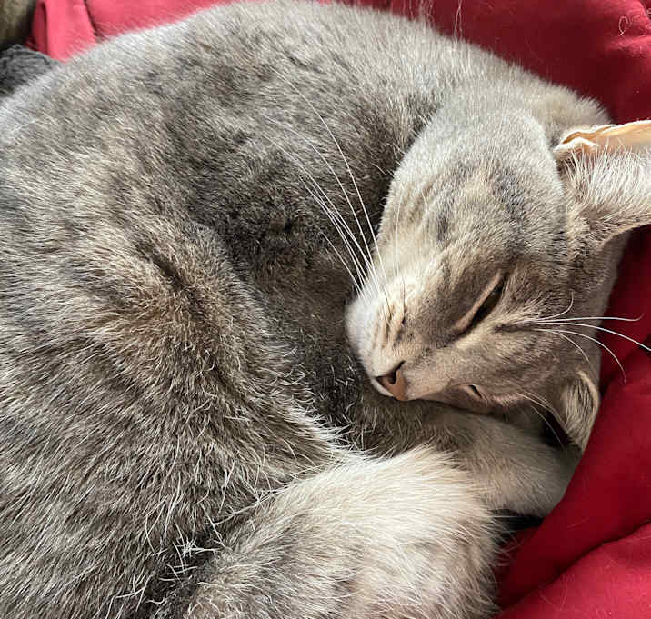 Photo of Mouse