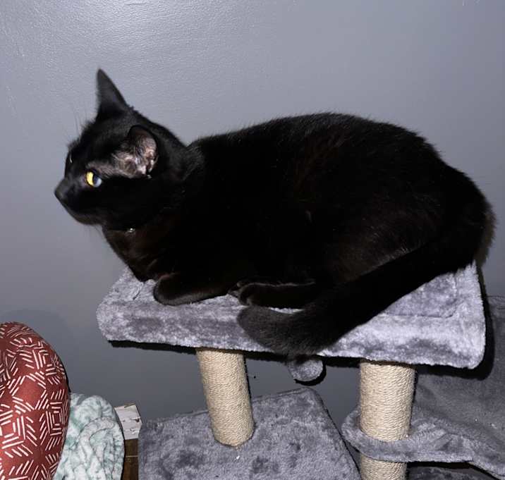 Photo of Luna