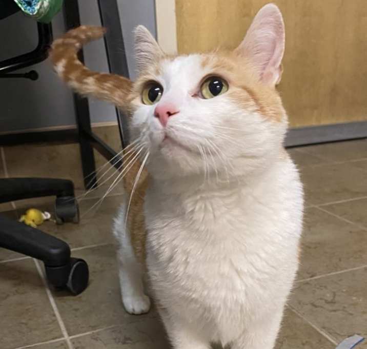 Photo of Ginger