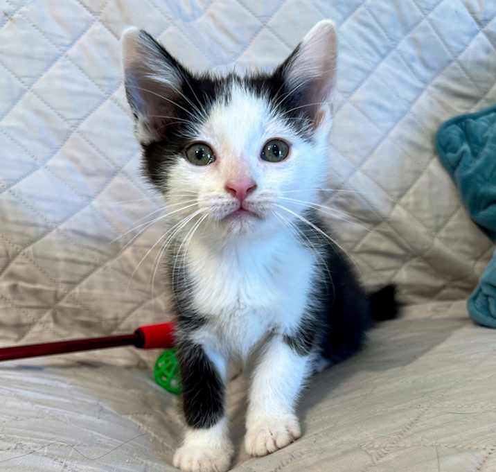 Photo of Beanie Baby