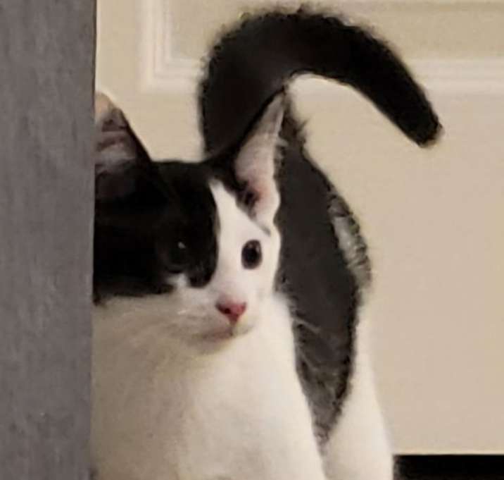 Photo of Waylon Wagyu and Hugh Highland