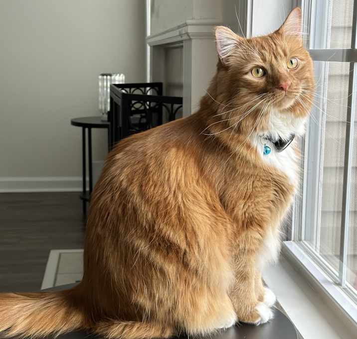 Photo of Kitty Tom