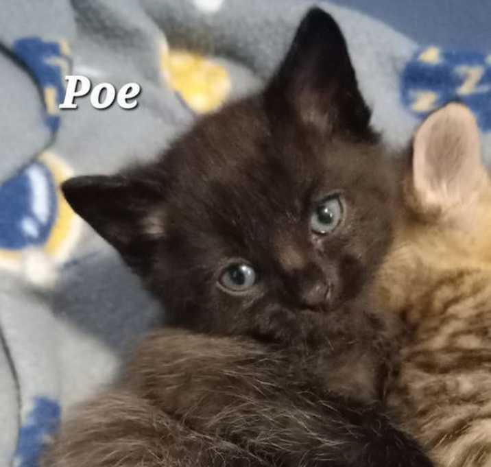 Photo of Poe
