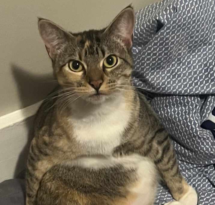 Photo of Little Cat