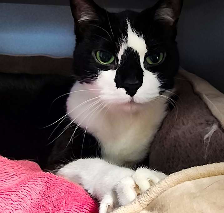 Photo of Sassy