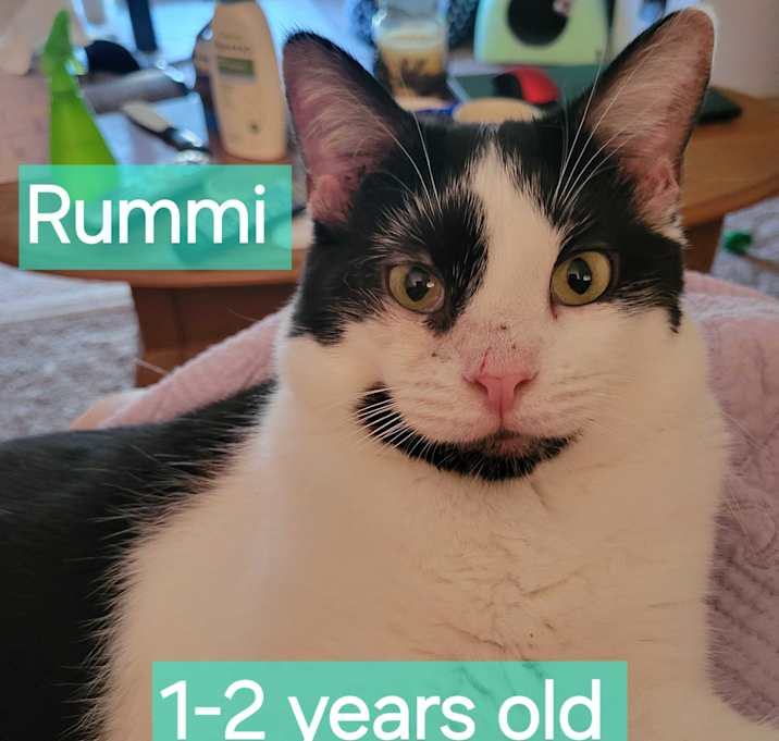 Photo of Rummi