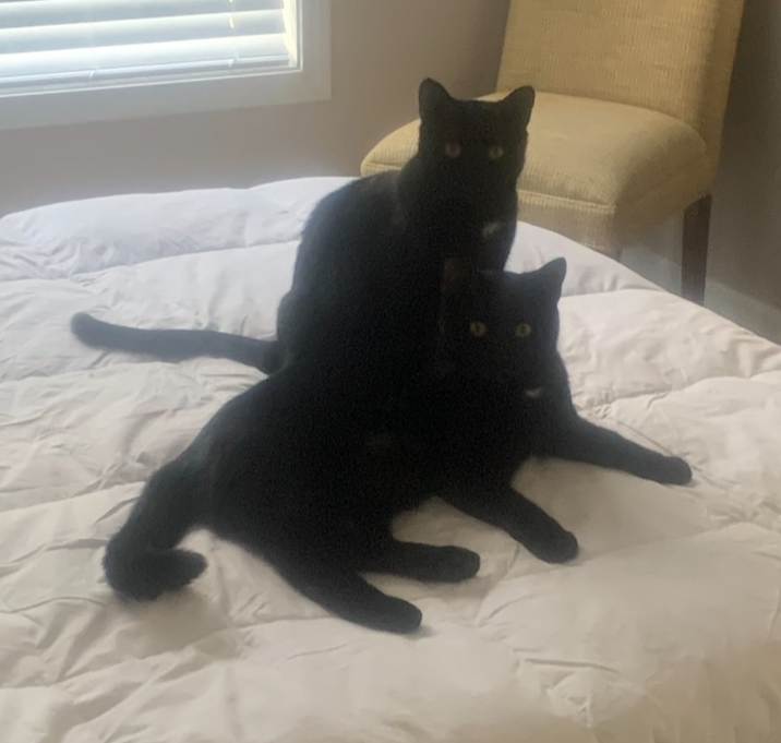 Photo of Obsidian & Panther